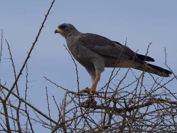 <h3><a href="/trips/tanzania/biota/animalia/chordata/aves/017 accipitriformes/004 accipitridae/melierax poliopterus/melierax poliopterus-nl.html">Melierax&nbsp;poliopterus</a> / Eastern&nbsp;chanting&nbsp;goshawk / Bleke&nbsp;zanghavik</h3>OM-1 Mark II met OLYMPUS M.150-400mm F4.5 TC, 1/2000 sec  bij F5.6, ISO 400, afstand 13.4&nbsp;m